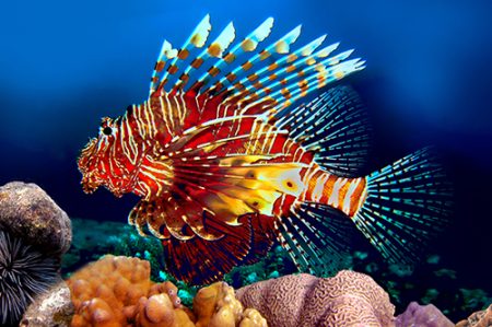 lionfish underwater invasive pterois gcfi threatened volitans predatory animalsake atlantic fascinating unbelievably ikan mematikan diving venomous issues elsoar seram lautan