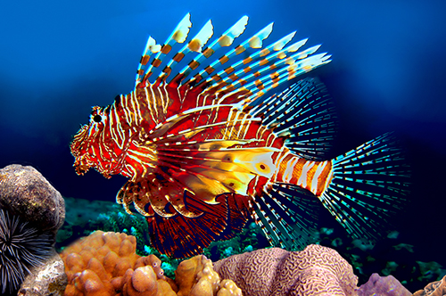 red_lionfish